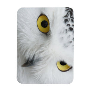 Snow Owl Eyes Magneet