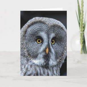 SNOW OWL Photography Cartes de voeux ANNIVERSAIRE