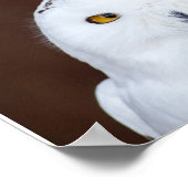 SNOW OWL PHOTOGRAPHY POSTER (Coin)