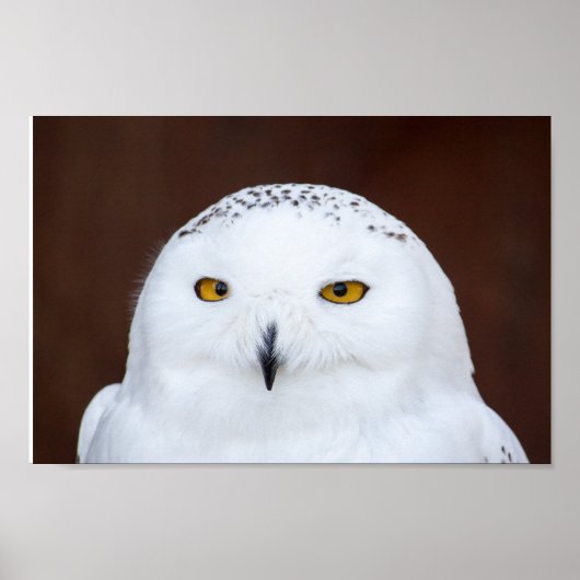 SNOW OWL PHOTOGRAPHY POSTER (Devant)