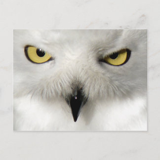 Snow Owl Post Card Briefkaart