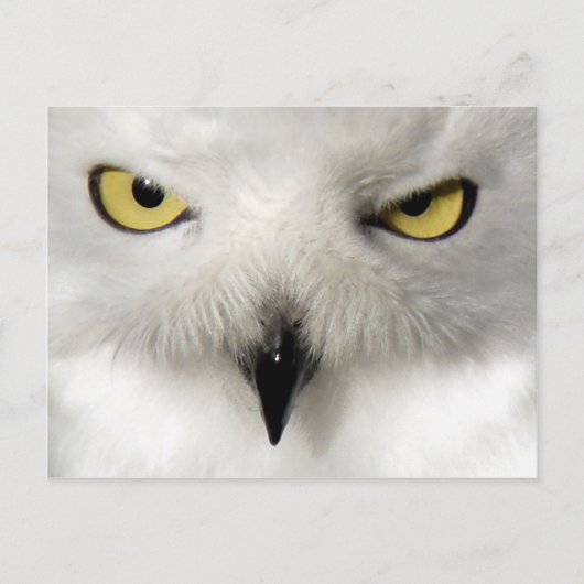 Snow Owl Post Card Briefkaart (Voorkant)