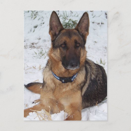 Snow Shepherd Briefkaart (Voorkant)