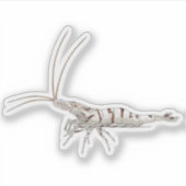 Snow Zebra Shrimp - Animal Sticker Collection (Devant)