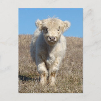 Snowball de Highland Calf Briefkaart