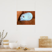 Snowball Rat Poster (Keuken)