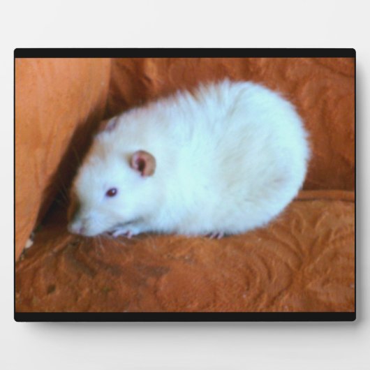 Snowball White Rat Plaque Fotoplaat (Voorkant)