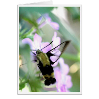 Snowberry Clearing Hummingbird Moth
