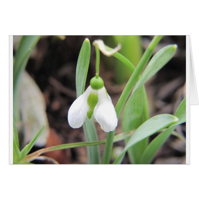 Snowdrop - Birth Flower - Januari (Voorkant Horizontaal)