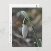 Snowdrop briefkaart (Voorkant / Achterkant)