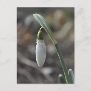 Snowdrop briefkaart