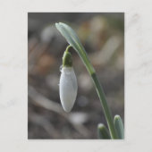 Snowdrop briefkaart (Voorkant)