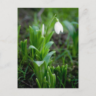 Snowdrop Briefkaart | Postkarte Schneegloeckchen