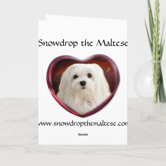Snowdrop de Maltese kerstkaart Feestdagen Kaart (Achterkant)