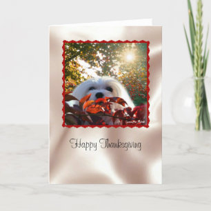 Snowdrop de Maltese Thanksgiving Card Feestdagen Kaart