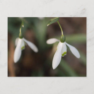 Snowdrop Flowers Briefkaart