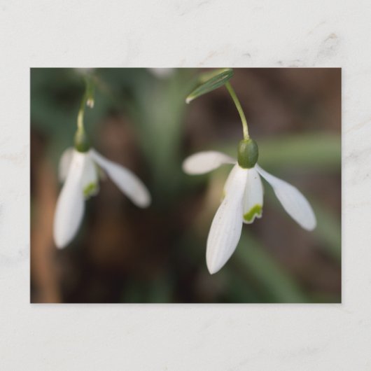 Snowdrop Flowers Briefkaart (Voorkant)