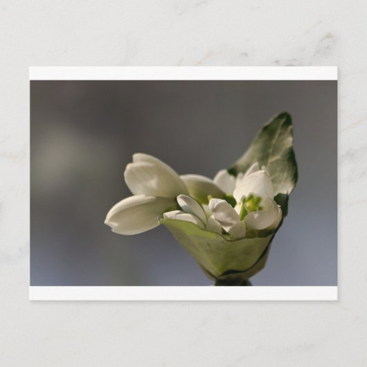 Snowdrop (Galanthus nivalis) Briefkaart (Voorkant)