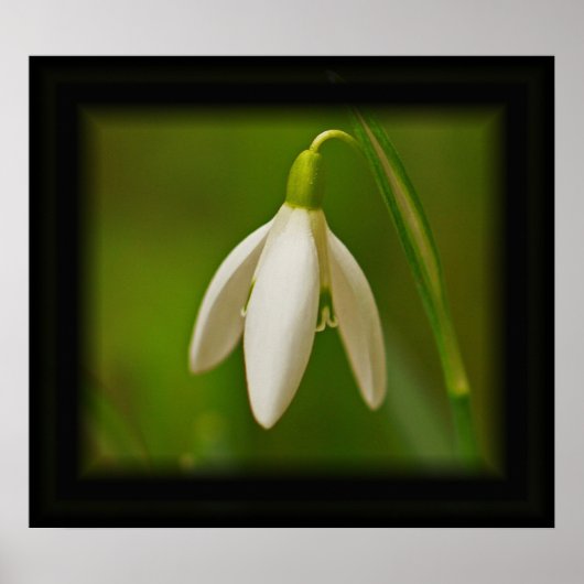 Snowdrop Poster (Voorkant)