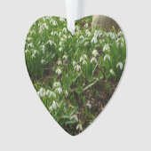 Snowdrops (devant)