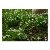 Snowdrops (Devant horizontal)