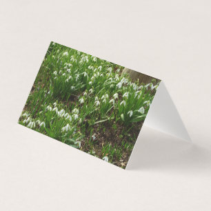 Snowdrops