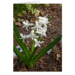 Snowdrops