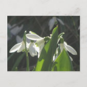 Snowdrops do-it-yourself carte postale (Devant)