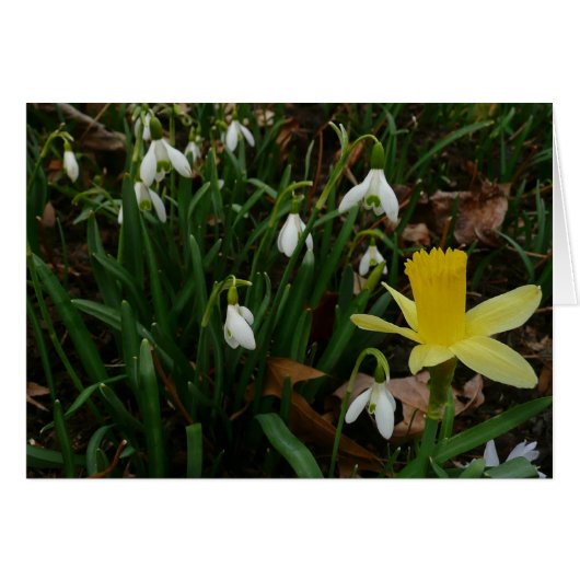 Snowdrops et Daffodil Spring Floral (Devant horizontal)