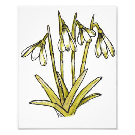 Snowdrops Foto Afdruk