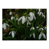 Snowdrops I (Devant horizontal)