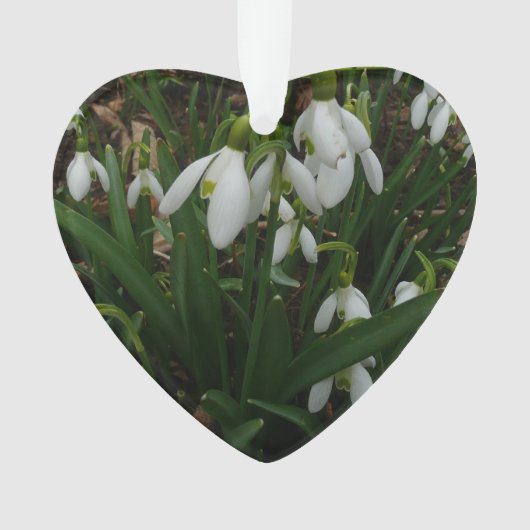 Snowdrops I (devant)