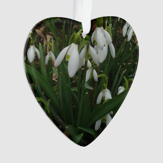 Snowdrops I (devant)