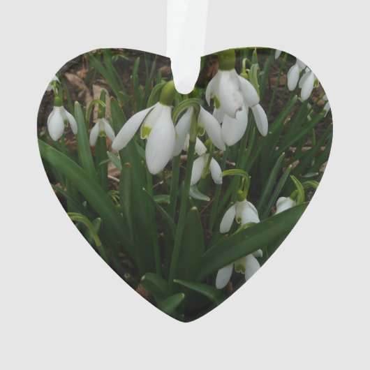 Snowdrops I (dos)