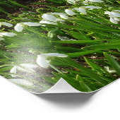 Snowdrops II (Galanthus) Spring Floral Foto Afdruk (Hoek)