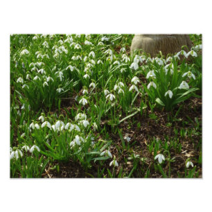 Snowdrops II (Galanthus) Spring Floral Foto Afdruk