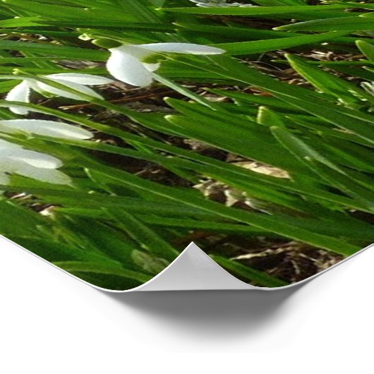 Snowdrops II (Galanthus) Spring Floral Poster (Hoek)