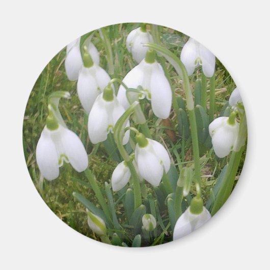 Snowdrops Magnet Magneet (Voorkant)