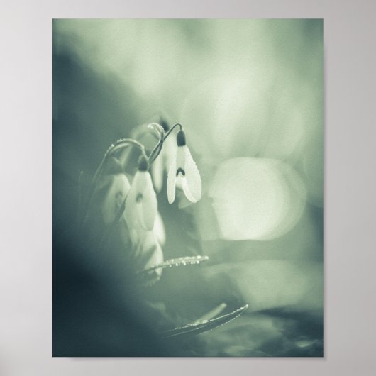 Snowdrops Nature Photo Poster (Devant)