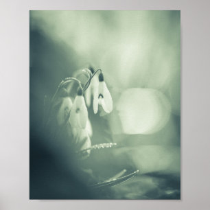 Snowdrops Natuur Foto Poster