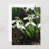 Snowdrops Spring Flowers Briefkaart (Voorkant / Achterkant)