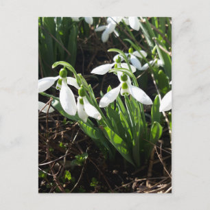 Snowdrops Spring Flowers Briefkaart