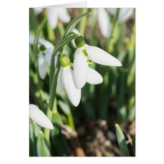 Snowdruppelbloemen (Voorkant)