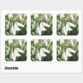 Snowdruppelbloemen Vierkante Sticker (Vel)