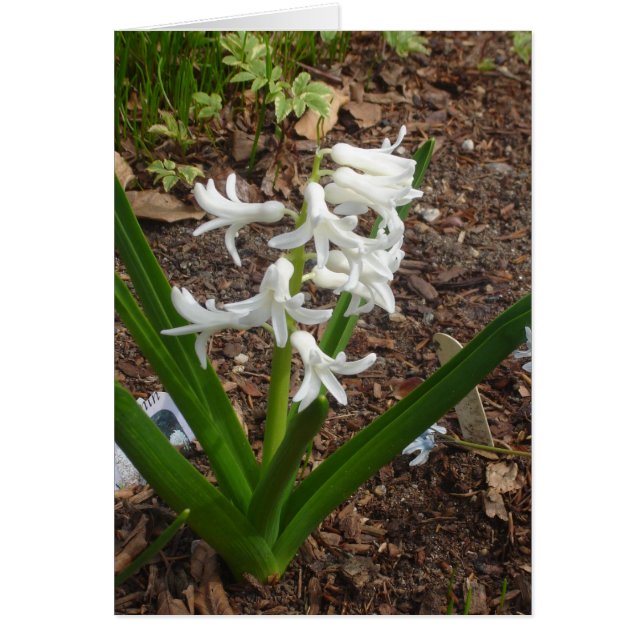 Snowdruppels (Voorkant)