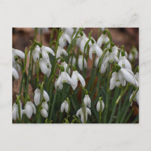 Snowdruppels Briefkaart