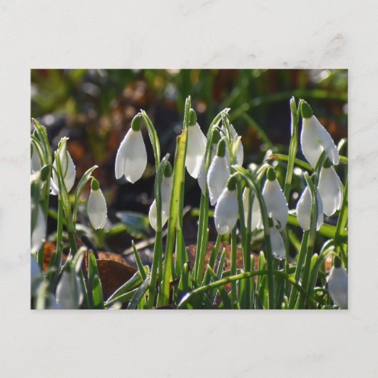 Snowdruppels Briefkaart (Voorkant)