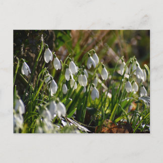 Snowdruppels Briefkaart