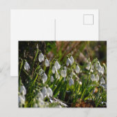 Snowdruppels Briefkaart (Voorkant / Achterkant)
