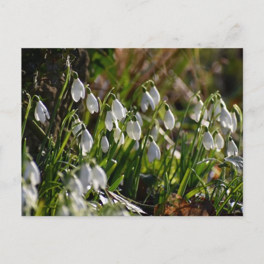 Snowdruppels Briefkaart (Voorkant)